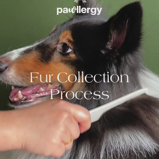 Fur collection process for Pawllergy Test Kit