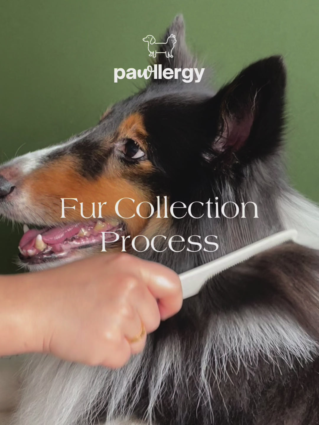 Load video: Fur collection process for Pawllergy Test Kit
